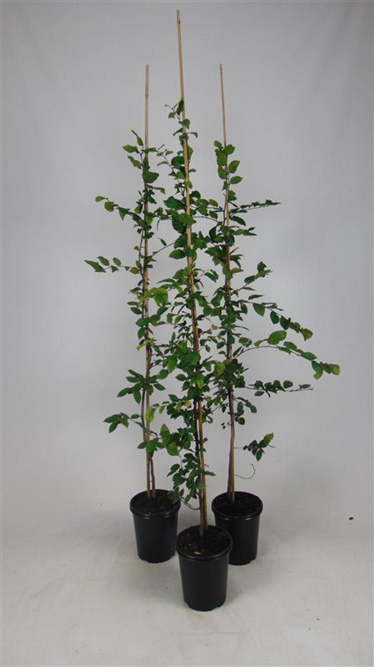 Carpinus betulus - C3.5 100-125 CM